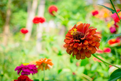 Close-up of red marigold flowers