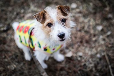 Close-up of dog looking at camera