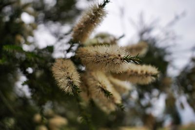 Close-up of snow on plant against sky