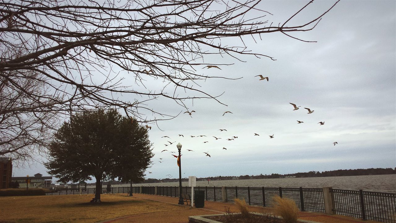 tree, sky, large group of animals, flying, bird, nature, flock of birds, animal themes, cloud - sky, outdoors, beauty in nature, animals in the wild, day, mid-air, no people, scenics, bare tree, water