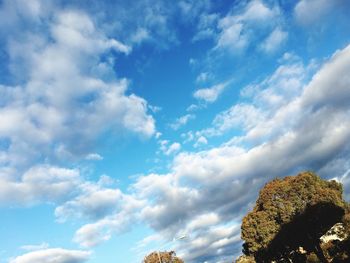 Low angle view of trees against blue sky