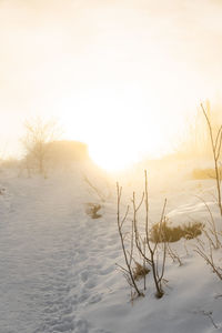 Bare tree on snow covered land against sky