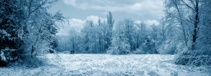 Trees in forest