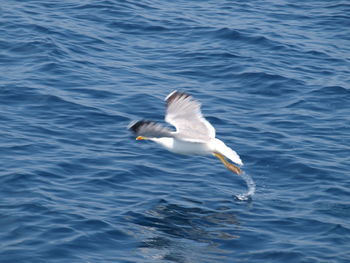 Swan flying over lake