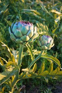Close-up of flowers on plant
