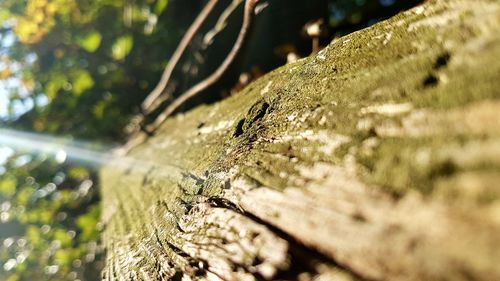 Close-up of tree