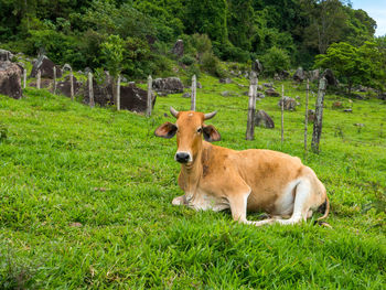 Cows in a field