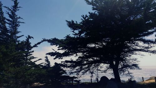 Low angle view of trees against sky