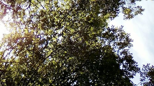 Low angle view of trees in forest