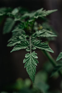 Close-up of fresh green leaves