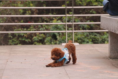 Dog sitting on toy