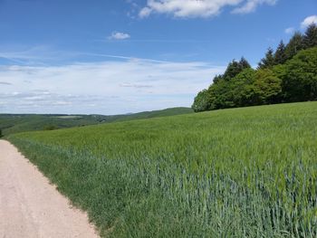 Scenic view of wheat field against sky