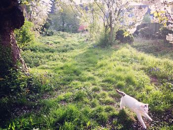 Dog on grass against trees