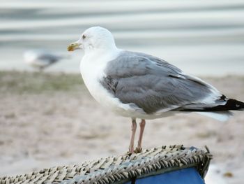 Close-up of seagull perching on a beach