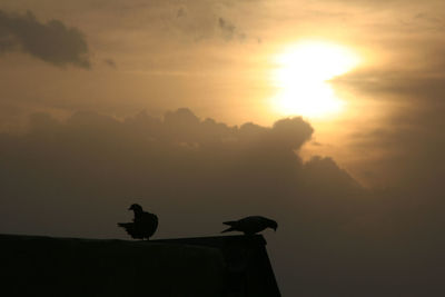 Silhouette bird perching on a sunset