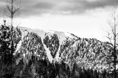 Plants growing on land against sky