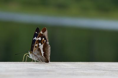 Close-up of butterfly