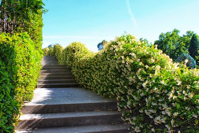 Footpath amidst plants against sky