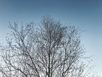 Low angle view of bare tree against clear blue sky