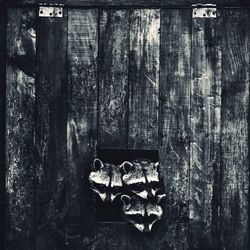 Close-up of raccoons
