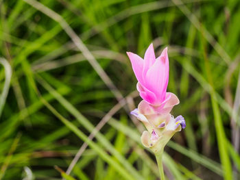 Close-up of pink flowering plant