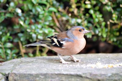 Close-up of sparrow perching outdoors