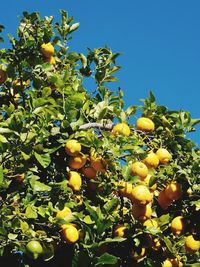 Low angle view of fruits growing on tree against sky