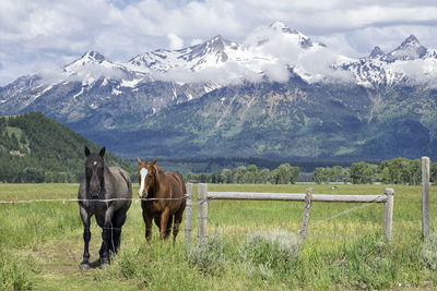 Horses on grassy field against snowcapped mountains