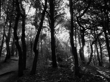 Trees in forest