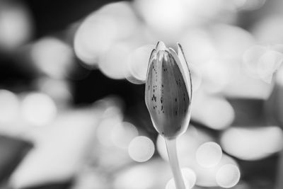 black and white