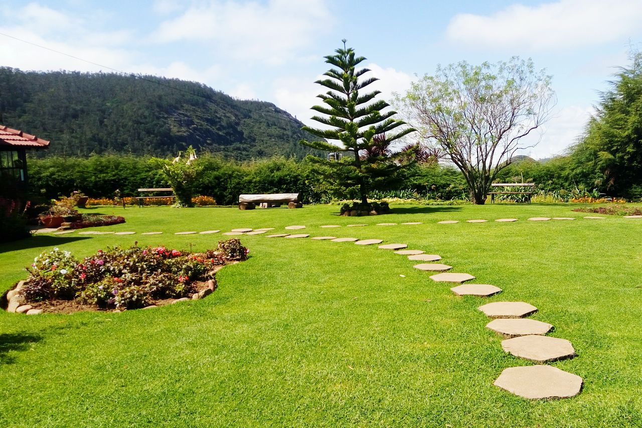 VIEW OF TREES IN PARK