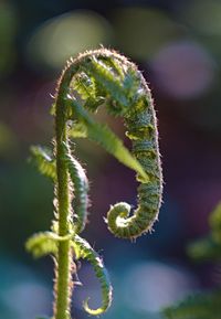 Close-up of green plant