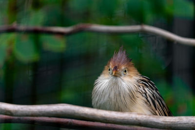 Close-up of bird perching on tree