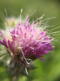 Close-up of pink flowers