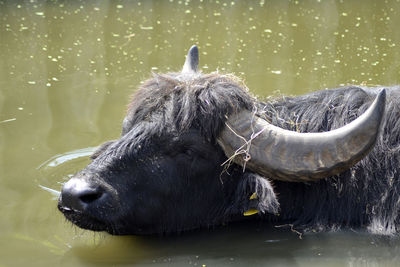 Close-up of horse in water