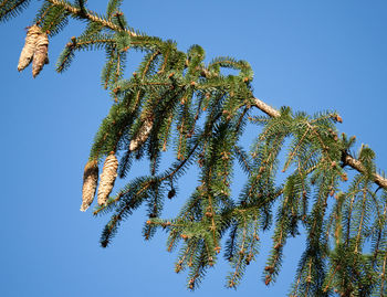 Low angle view of tree against clear blue sky