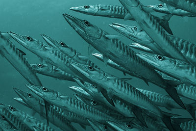 High angle view of fish in sea