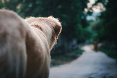 Golden retriever dog looking for owner.
