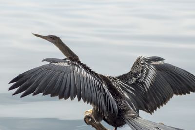 Bird flying over the sea
