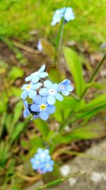 Close-up of insect on fresh flowers