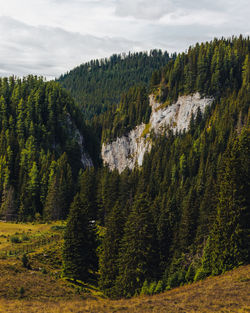 Beautiful gorges in the romanian mountains. carpathians.