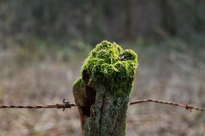 Close-up of moss growing on wooden post