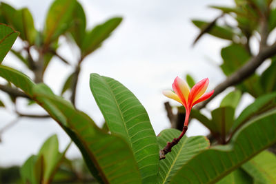 Close-up of flowering plant