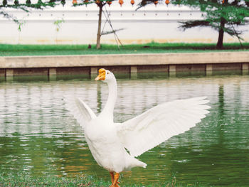 View of bird in lake