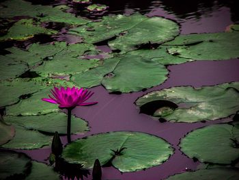 Pink lotus water lily in pond