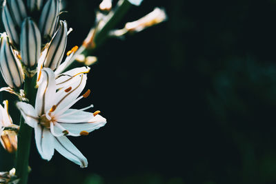 Close-up of white flowering plant