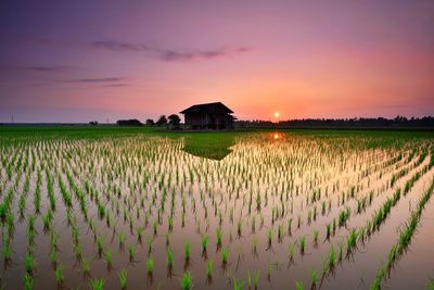 Scenic view of agricultural field against sky during sunset