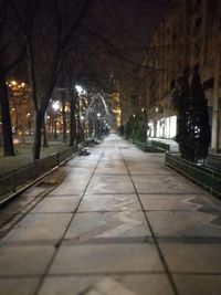 Illuminated trees at night