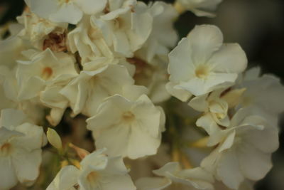 Close-up of white flowers