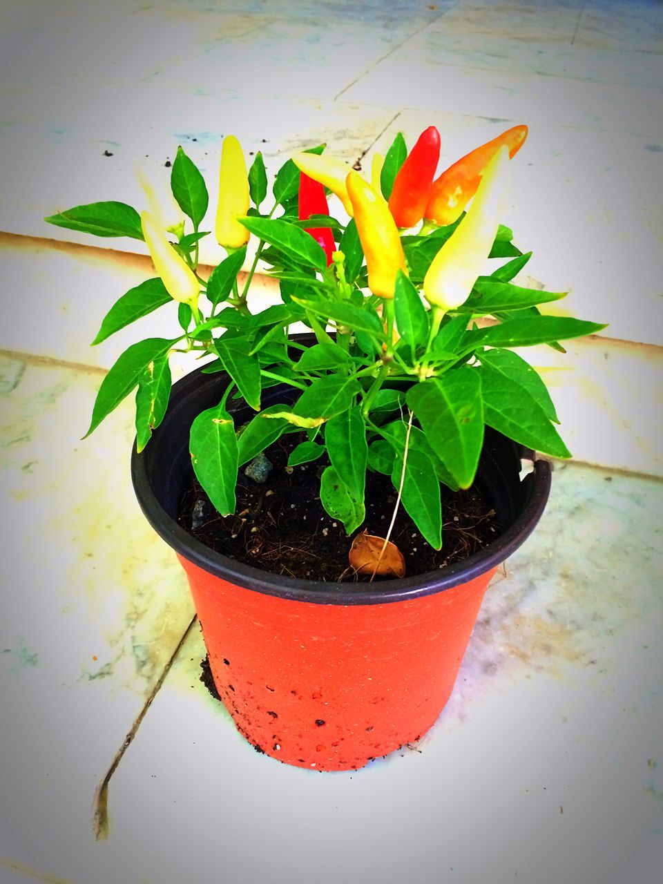 indoors, leaf, flower, freshness, potted plant, plant, vase, table, growth, fragility, close-up, red, wall - building feature, petal, still life, stem, flower pot, green color, no people, decoration